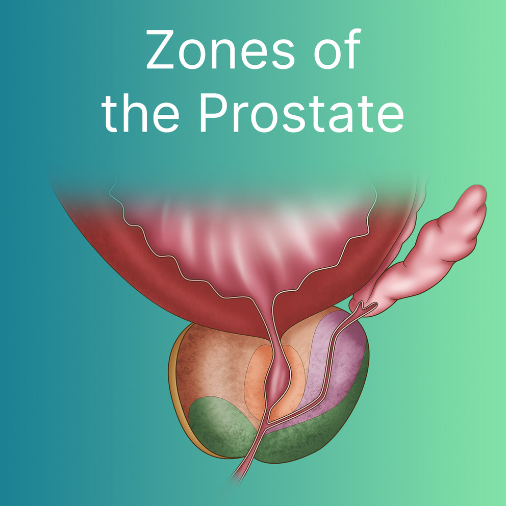 Men's Health Hub | FREE Men's Health Resources – AnatomyStuff